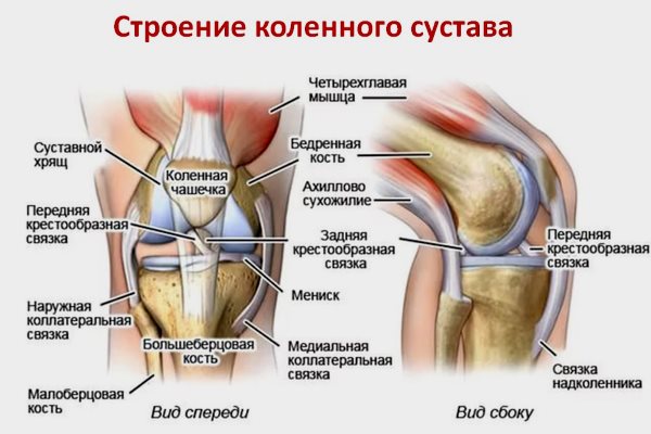 Основные анатомические элементы коленного сустава Основные анатомические элементы коленного сустава