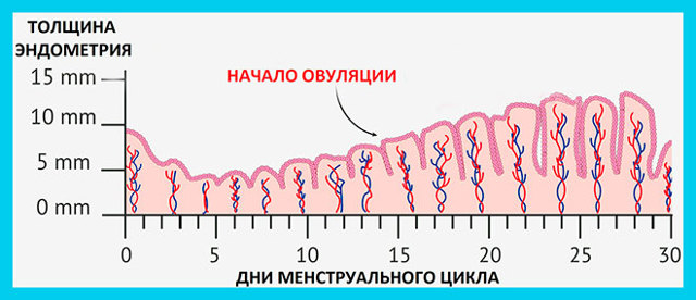 Толщина эндометрия на фоне тамоксифена