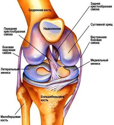 Строение коленного сустава Строение коленного сустава