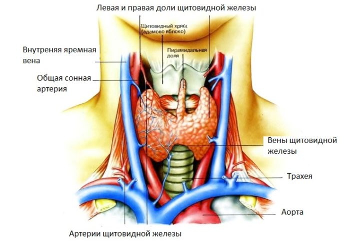 Расположение и строение щитовидной железы Расположение и строение щитовидной железы